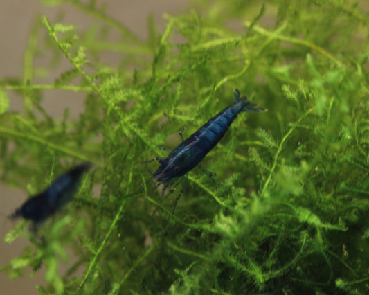 "Blue Velvet" Zwerggarnele - Neocaridina davidi