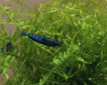 "Blue Velvet" Zwerggarnele - Neocaridina davidi