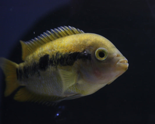 Regenbogen-Buntbarsch Weibchen - Herotilapia multispinosa