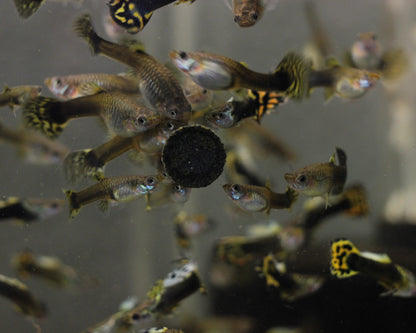 Guppy "Leopard" - Poecilia reticulata