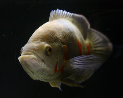 Pfauenaugenbuntbarsch "Oskar" - Astronotus ocellatus -  25-30 cm