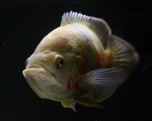Pfauenaugenbuntbarsch "Oskar" - Astronotus ocellatus -  25-30 cm