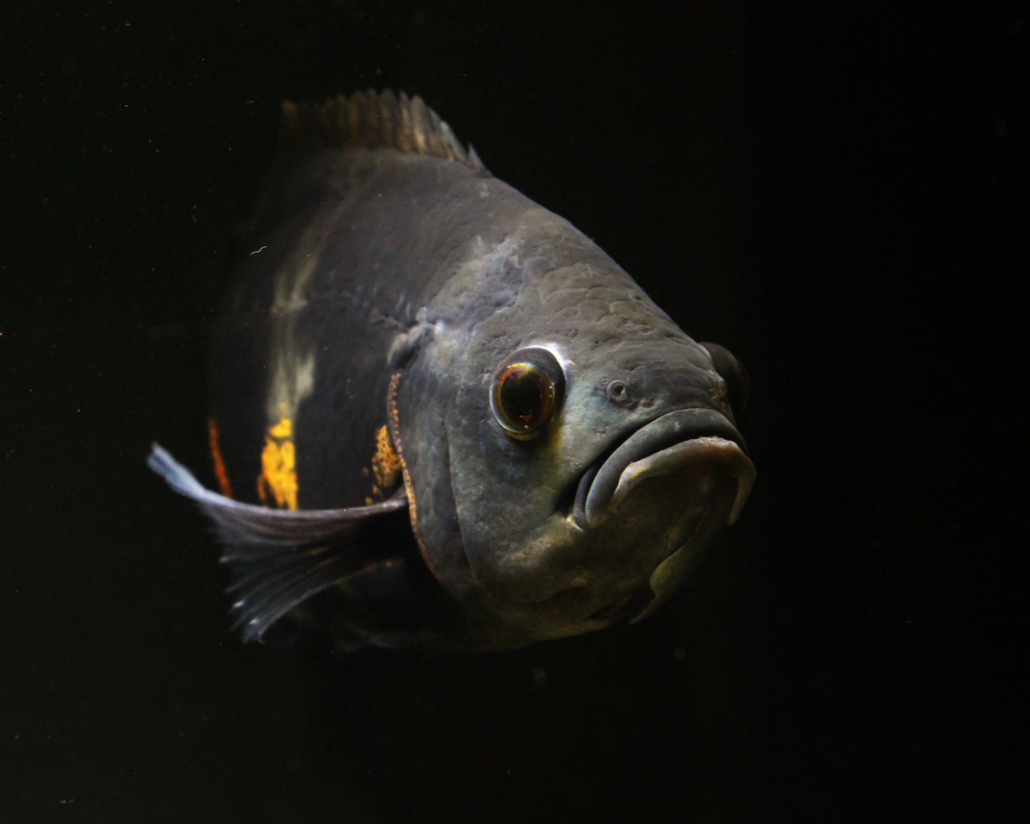 Pfauenaugenbuntbarsch "Oskar" - Astronotus ocellatus -  25-30 cm