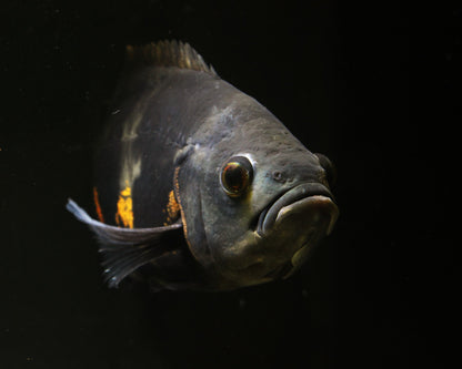 Pfauenaugenbuntbarsch "Oskar" - Astronotus ocellatus -  25-30 cm