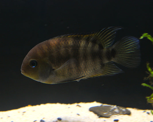 Sajica-Buntbarsch - Cryptoheros sajica -  8-12 cm