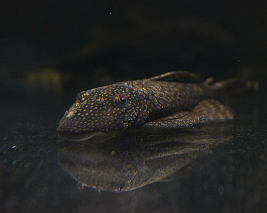 Brauner Antennenwels - Ancistrus sp.