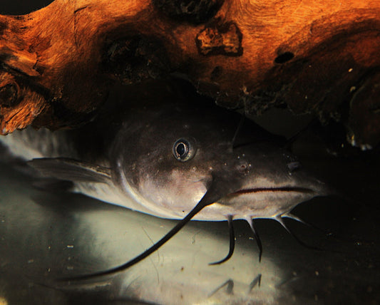 Brauner Katzenwels - Ameiurus nebulosus - 15-20 cm