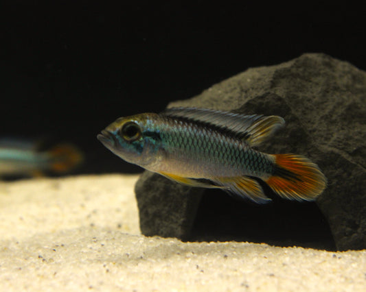 Agassizii Zwergbuntbarsch "Alenquer" - DNZ - Apistogramma agassizii "Alenquer"