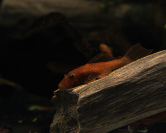 LDA16 roter Antennenwels - DNZ -  Ancistrus sp.