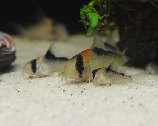 Goldstirnpanzerwels - DNZ - Hoplisoma adolfoi