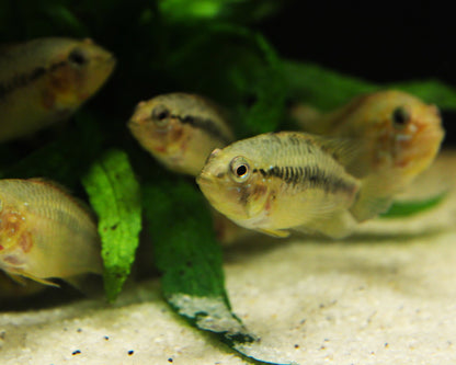 Villavicencio Zwergbuntbarsch - DNZ - Apistogramma macmasteri