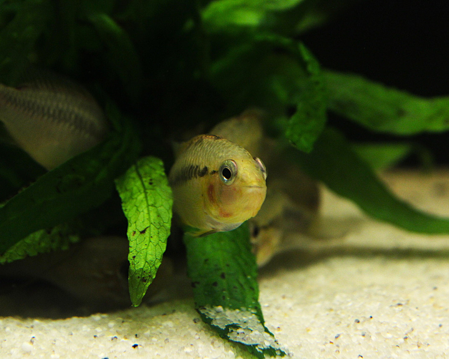 Villavicencio Zwergbuntbarsch - DNZ - Apistogramma macmasteri