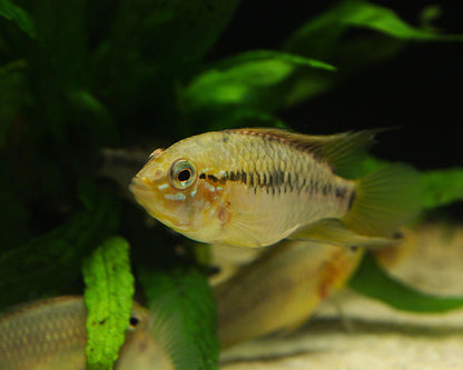 Villavicencio Zwergbuntbarsch - DNZ - Apistogramma macmasteri
