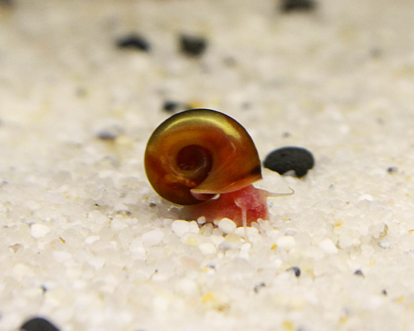 Rote Posthornschnecke - Planorbella duryi