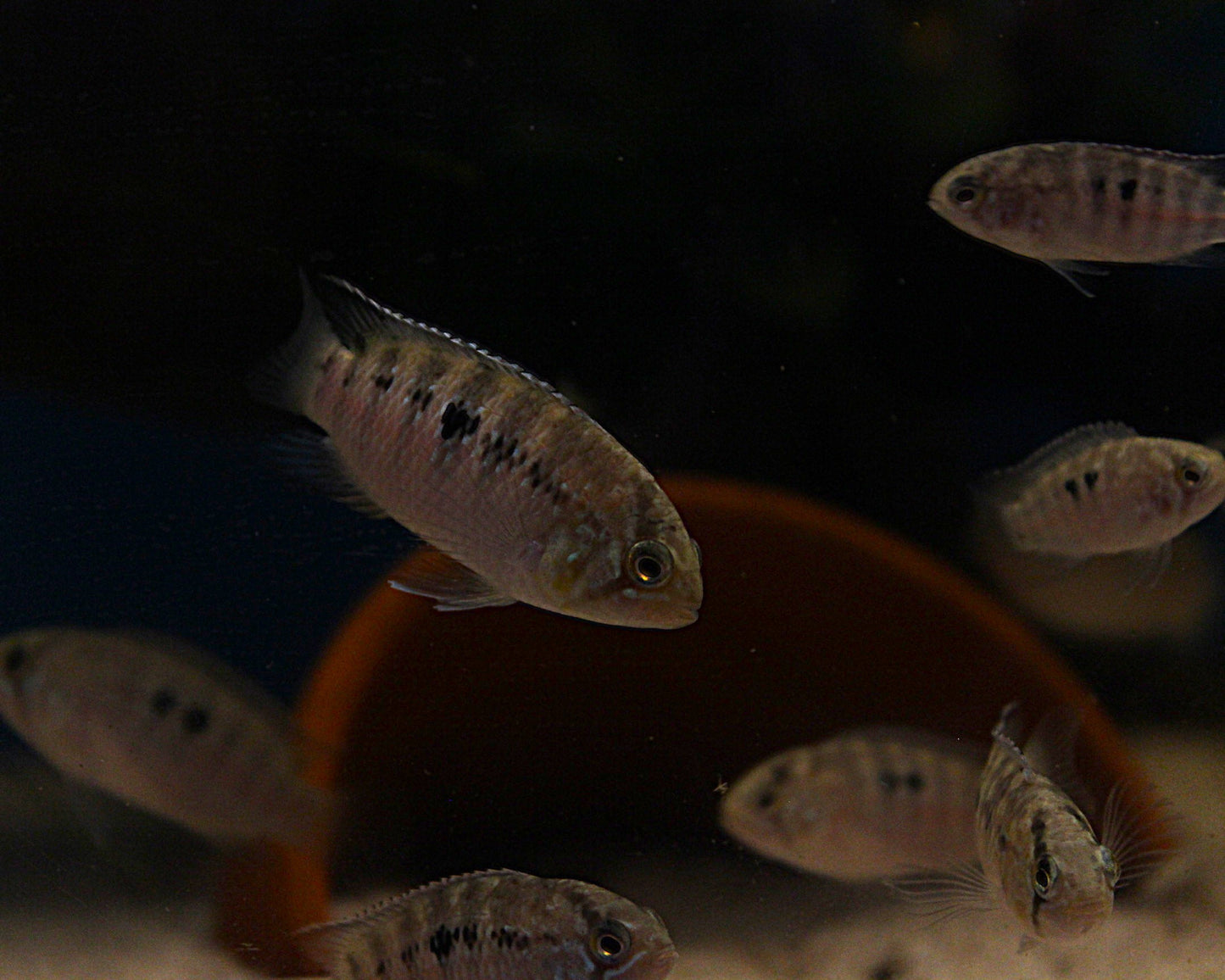 Zebra-Acara - DNZ - Ivanacara adoketa 3-5 cm