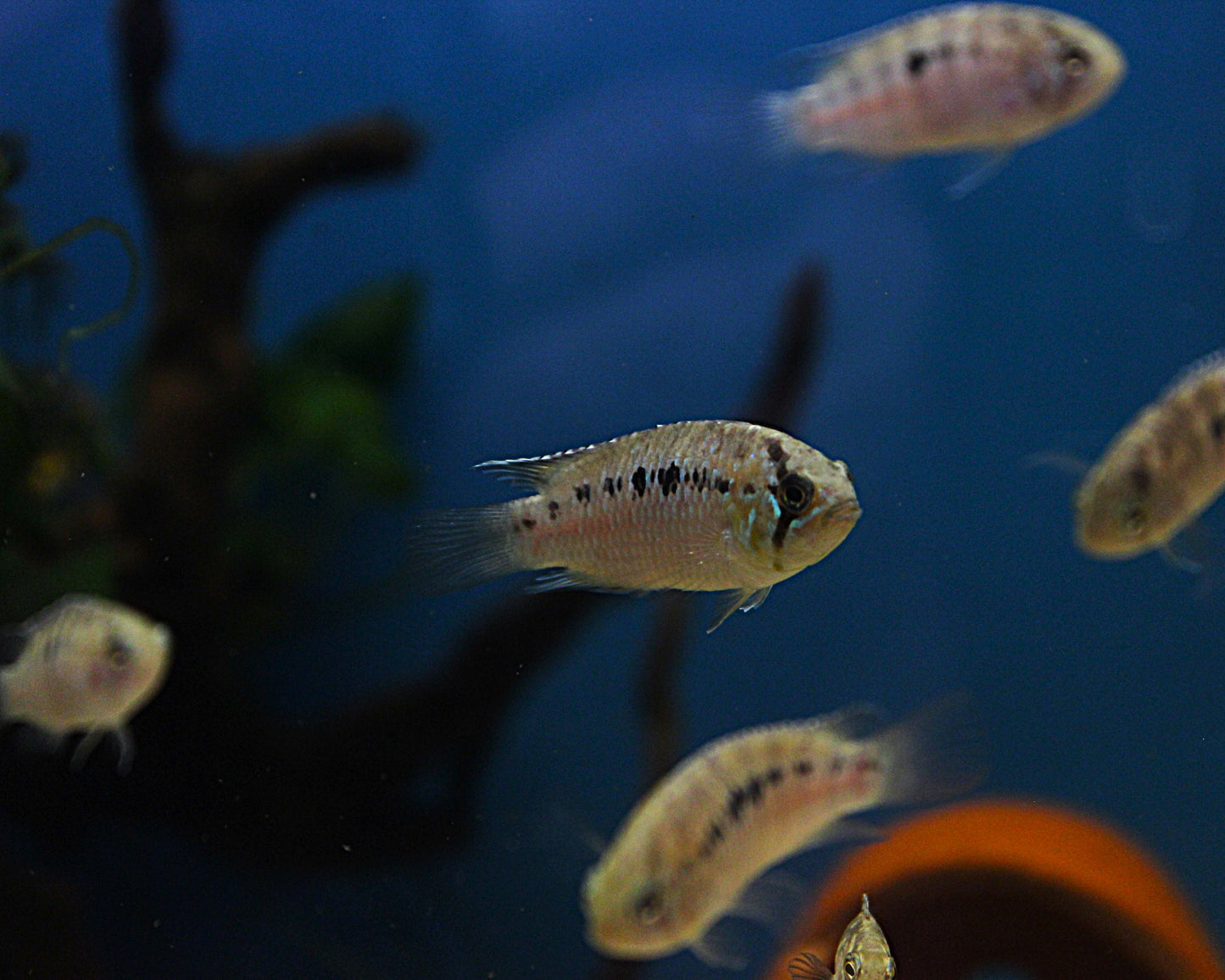 Zebra-Acara - DNZ - Ivanacara adoketa 3-5 cm