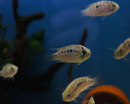 Zebra-Acara - DNZ - Ivanacara adoketa 3-5 cm