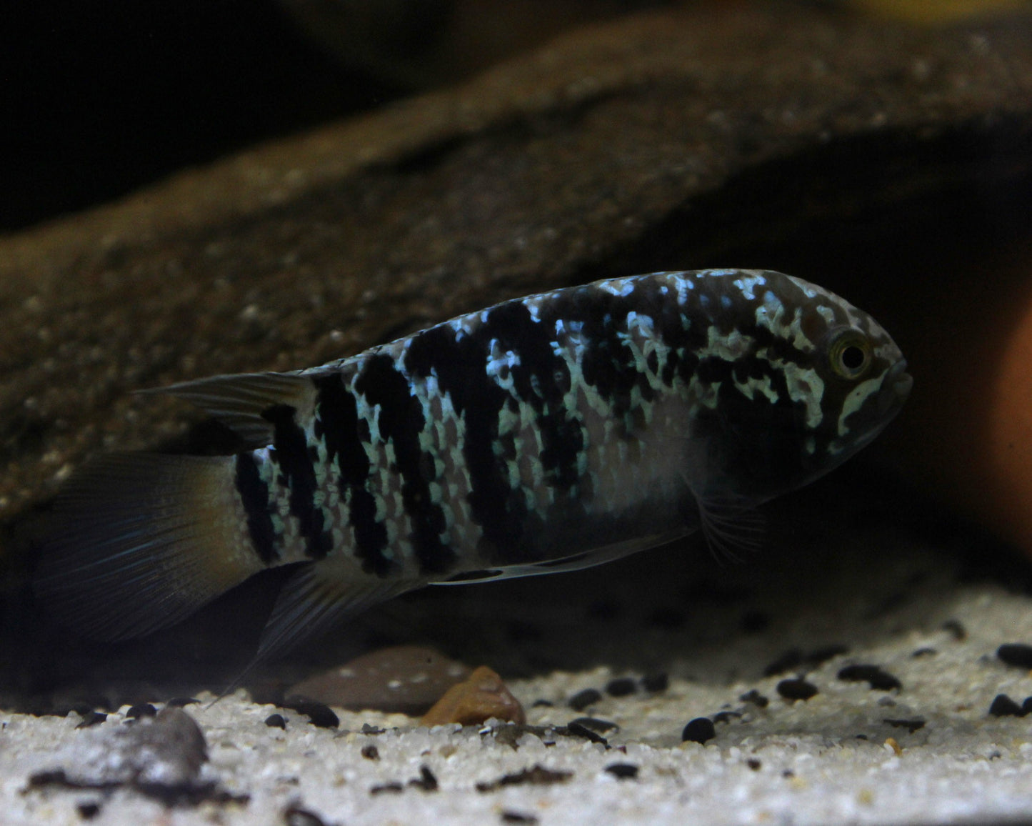 Zebra-Acara - DNZ - Ivanacara adoketa 3-5 cm