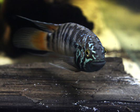 Zebra-Acara - DNZ - Ivanacara adoketa 3-5 cm