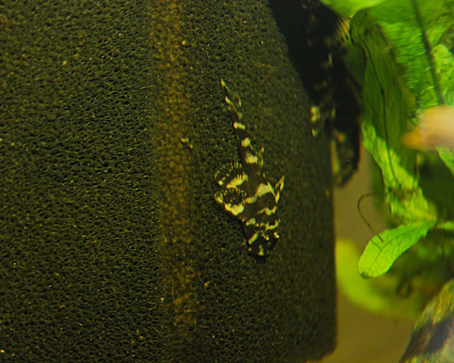 L52 Atabapo-Schmetterlingsharnischwels - DNZ - Zonancistrus sp. - 3-5 cm