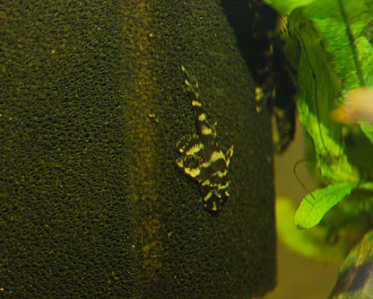 L52 Atabapo-Schmetterlingsharnischwels - DNZ - Zonancistrus sp. - 3-5 cm