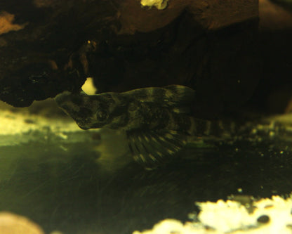 L52 Atabapo-Schmetterlingsharnischwels - DNZ - Zonancistrus sp. - 3-5 cm
