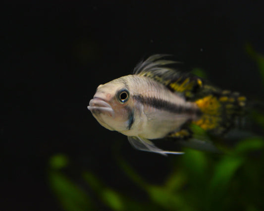 Kakadu-Zwergbuntbarsch - DNZ - Apistogramma cacatuoides