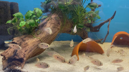 Zebra-Acara - DNZ - Ivanacara adoketa 3-5 cm