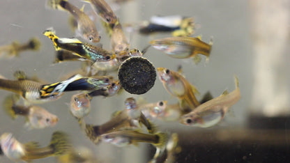 Guppy "Leopard" - Poecilia reticulata
